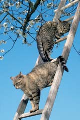 Kočičí akrobati