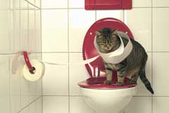 Kočičí záchod...