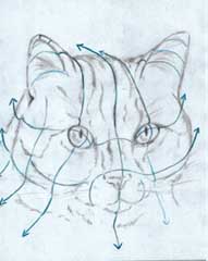 Portrét kočky (1.)