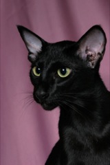 Barvy koček (1.): Černá 