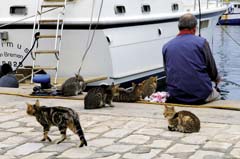 Kočky v Tunisu