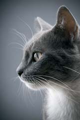 Fascinace kočičíma očima 