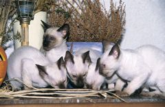 Siamské kočky