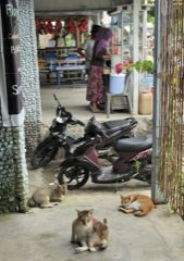 Sumatra - Na cestách za kočkami
