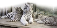 Bílí tygři z Liberce