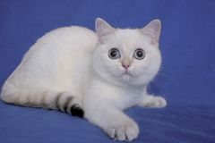 Prezentační výstava britských koček v neuznaném zbarvení
