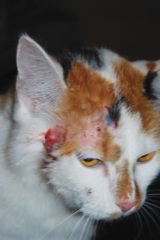 Hypersenzitivní dermatóza koček