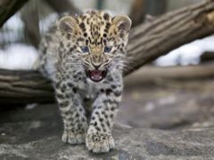 Zoo Praha se raduje z trojčat levhartů