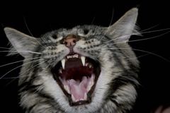 Onemocnění dutiny ústní u koček