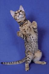 Ocicat - upovídaný gepard