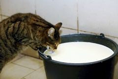 Výživa koček a jejich zdraví