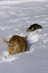 Kočky v zimě