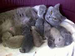 Březí kočka a porod