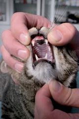Choroby zubů a dásní u koček – 2. díl
