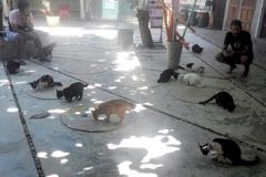 Thajsko - kočky bezprizorní i opečovávané