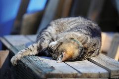 Polohy, ve kterých kočky rády spí