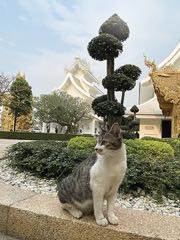 Kočičky v Thajsku 