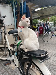 Jižní Vietnam – část první: Saigon, Hoi An a Hue