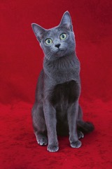 Korat, modrý drahokam