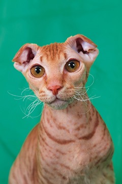 Levkoy &ndash; krásná květina 