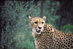 Záhadná kočka (gepard)