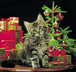 Kočky pod vánočním stromečkem