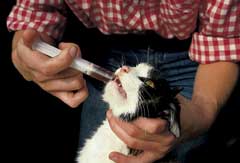 Kočičí lékárnička
