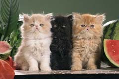Perské kočky