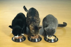 Potřebuje každá kočka vlastní misku?