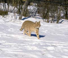 Zdravá domácí zvířata na ledu a sněhu 