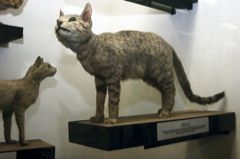 Kočky v Národním muzeu