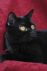 Barva koček (1) - Černá jako uhel