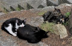 Chorvatské kočky z ostrova Rab
