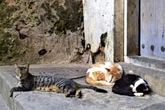 Kočičí ráj na Zanzibaru
