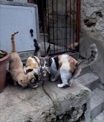 Sardinie - spokojený život toulavých koček
