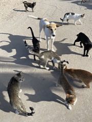 Nejen za kočkami na pláže severní Afriky