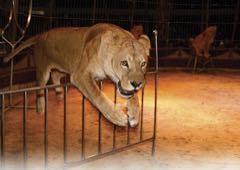 Lvi v cirkuse se mají lépe než bezdomovci 